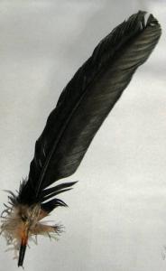 Black Feather - Quill